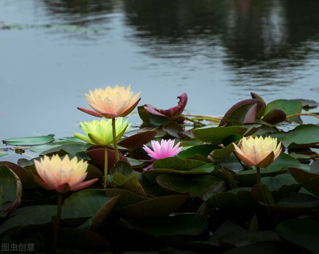 刘艳:莲花赋,散文|咏莲花,诗歌