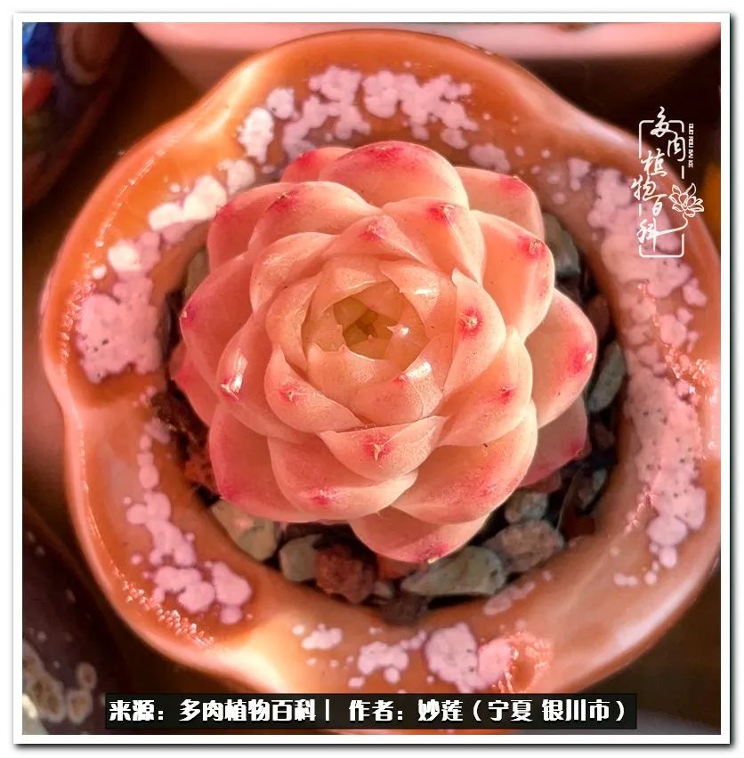 世间繁华三千不如一隅清欢,世间繁华三千不如有一院清欢