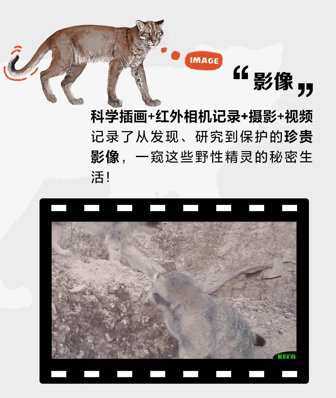 中国这13种猫猫,一种都不能少