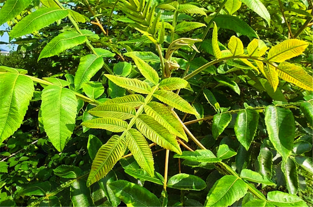 农村一种树全身都是宝,农村一种树花里面很多虫