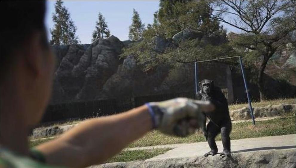 抽烟酗酒，甚至还会吸毒，动物们究竟有多狂野？网友：老烟民了