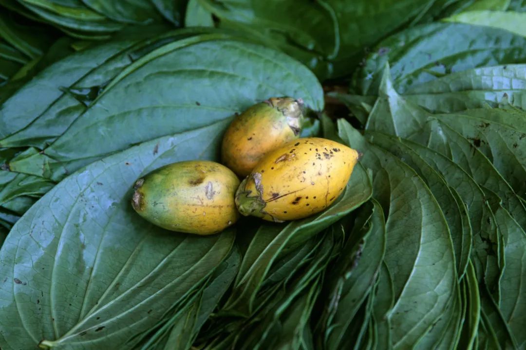 吃枸杞槟榔养生,嚼槟榔对身体好不好