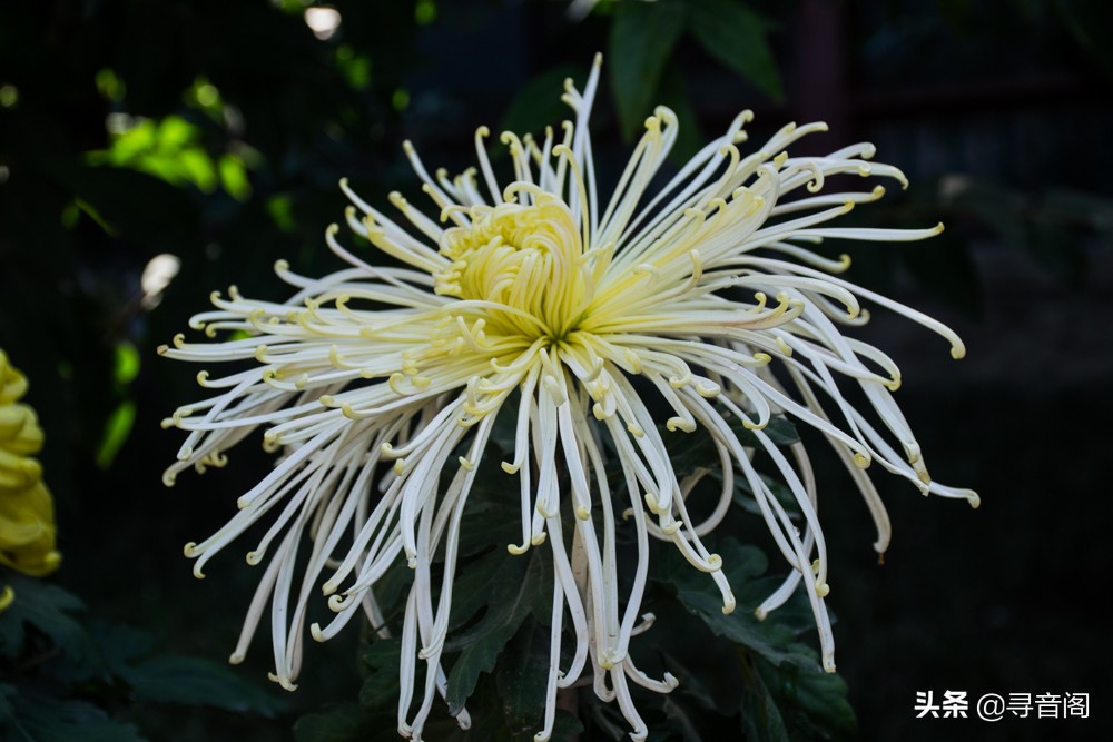 最特殊的愚人节,愚人节是不是洋节