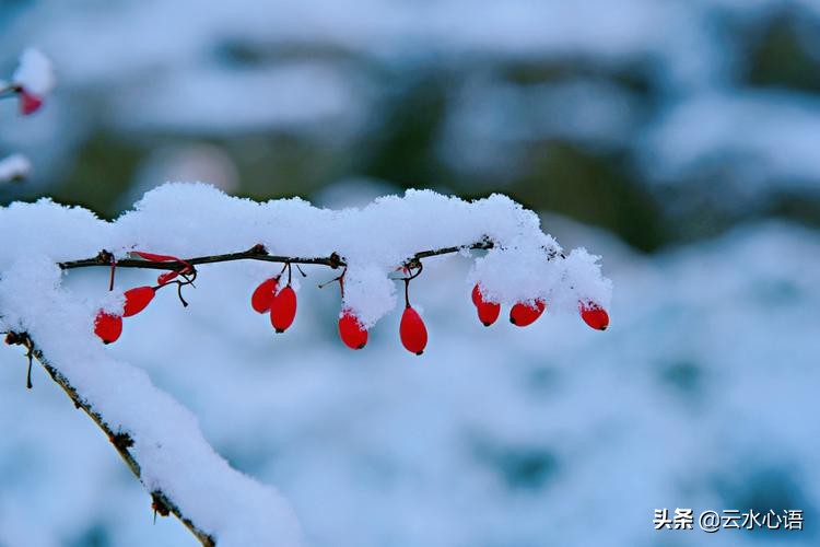 杨万里七律咏桂,南宋杨万里七律咏春风