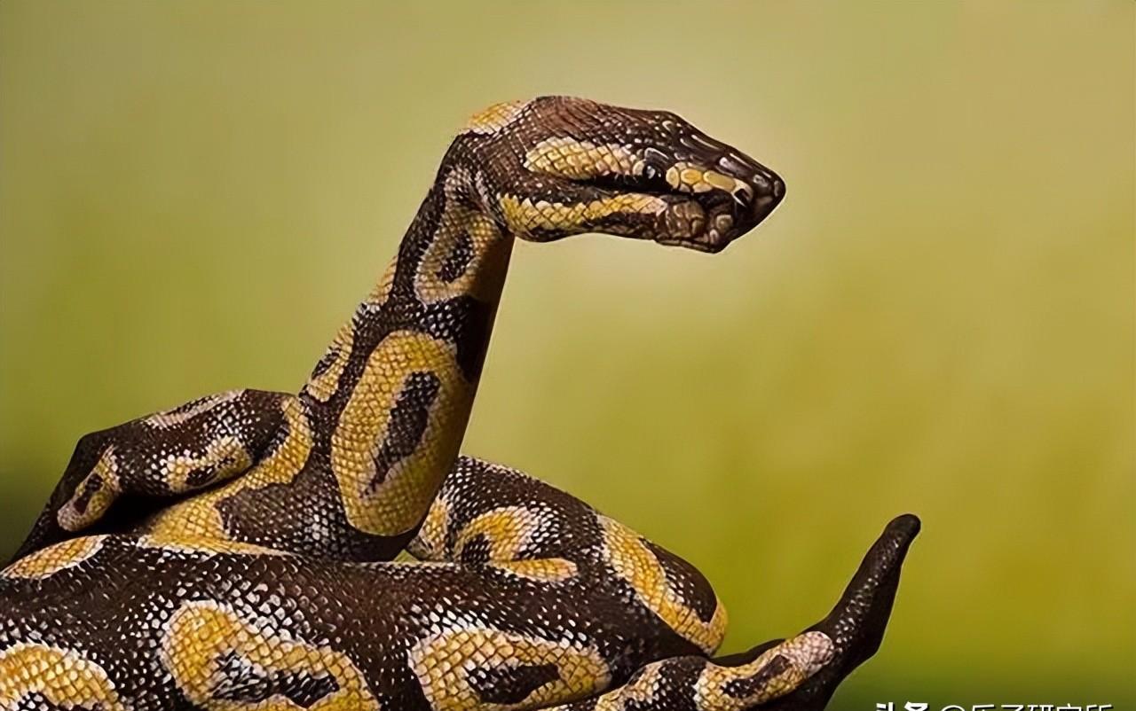 魅力绽放！探索人体艺术的绝美之处