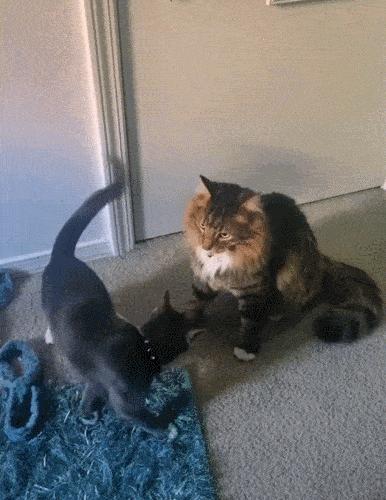 猫做核酸了么,猫核酸检测有必要做吗