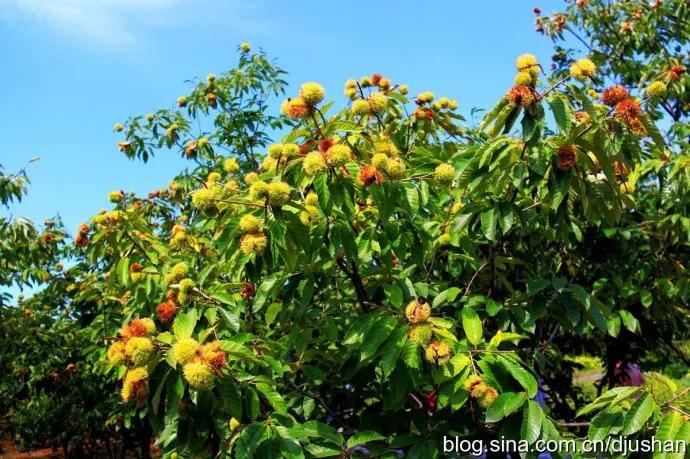 怎么预防手指化脓,大拇指预防甲沟炎的最佳方法