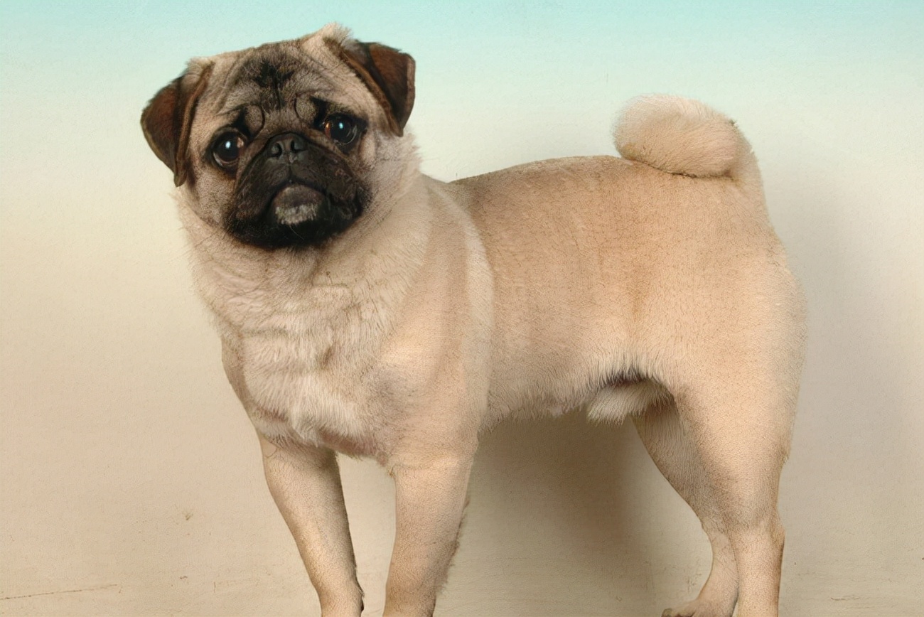 巴哥犬上吐下泻需要停食停水吗,巴哥犬呕吐频繁怎么回事