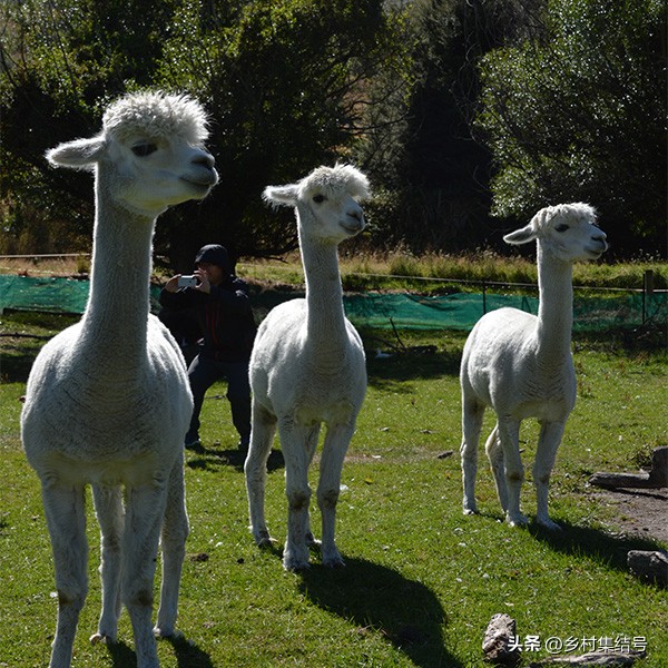 新西兰格伦诺基动物体验农场:一家以动物体验为主题的特色农场