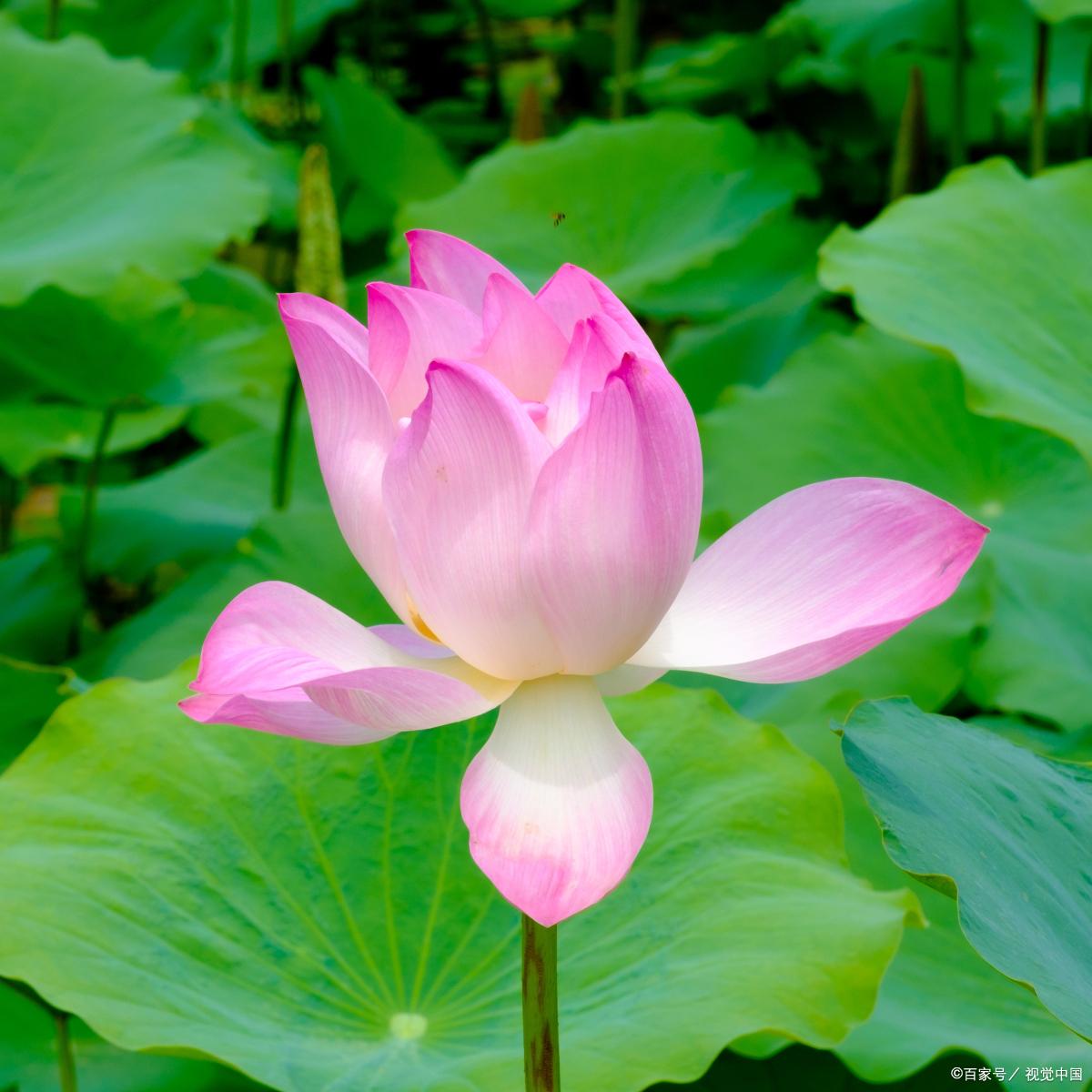 十首经典荷花古诗词名句,十首最美荷花诗词