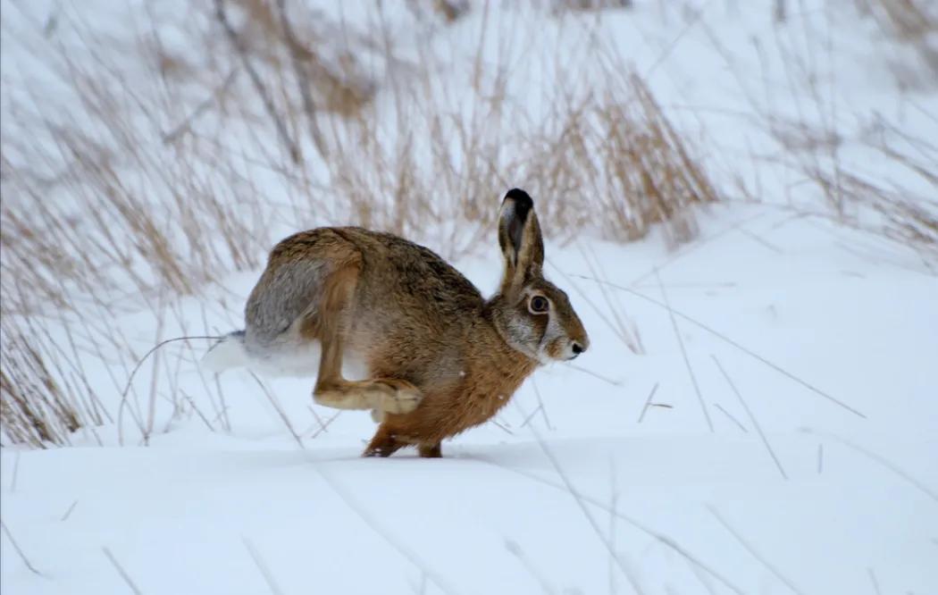 卯兔年，说说我与兔子的那些事