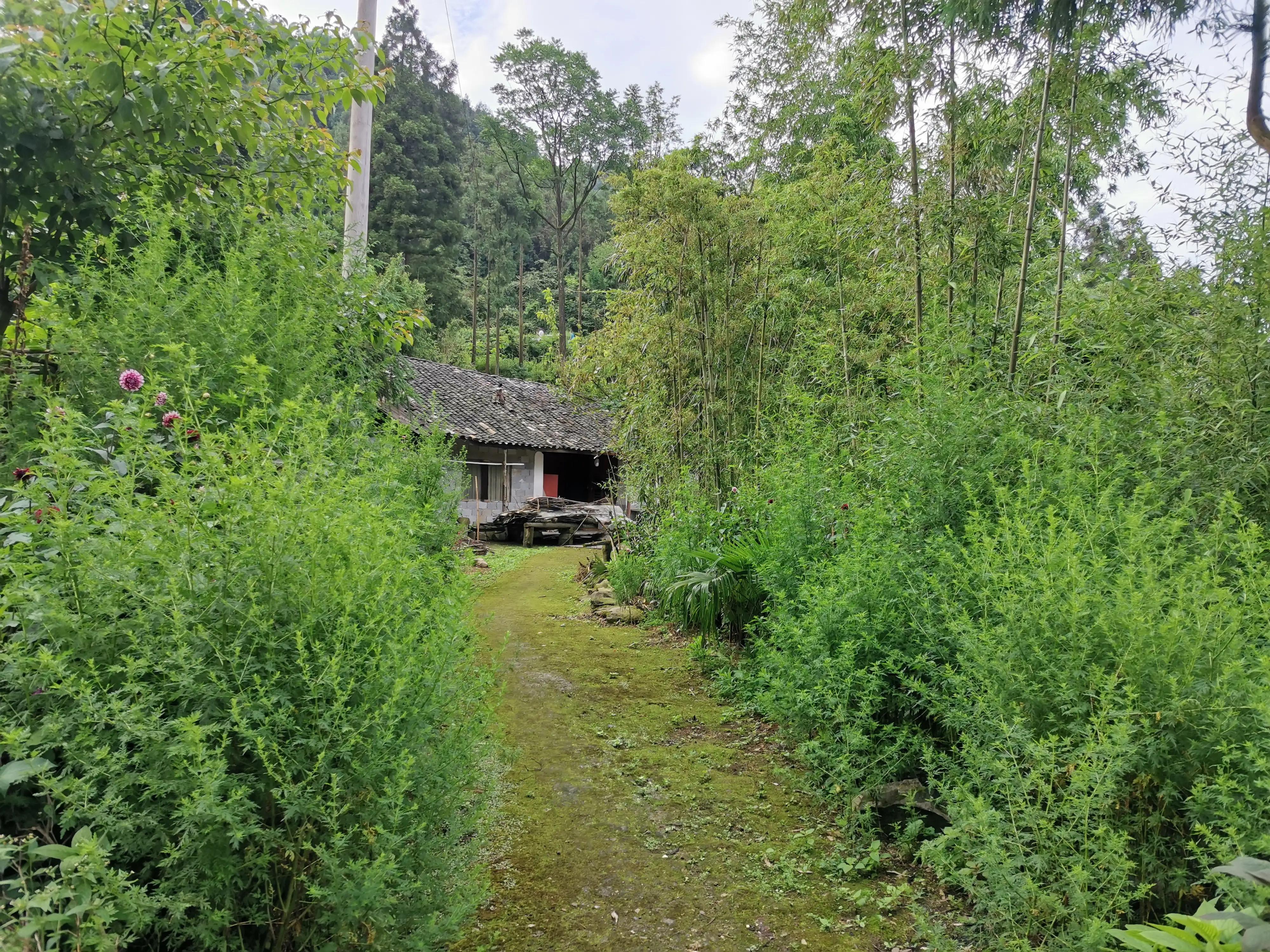 桐梓楚米避暑海拔高的地方,贵州桐梓楚米避暑哪家好