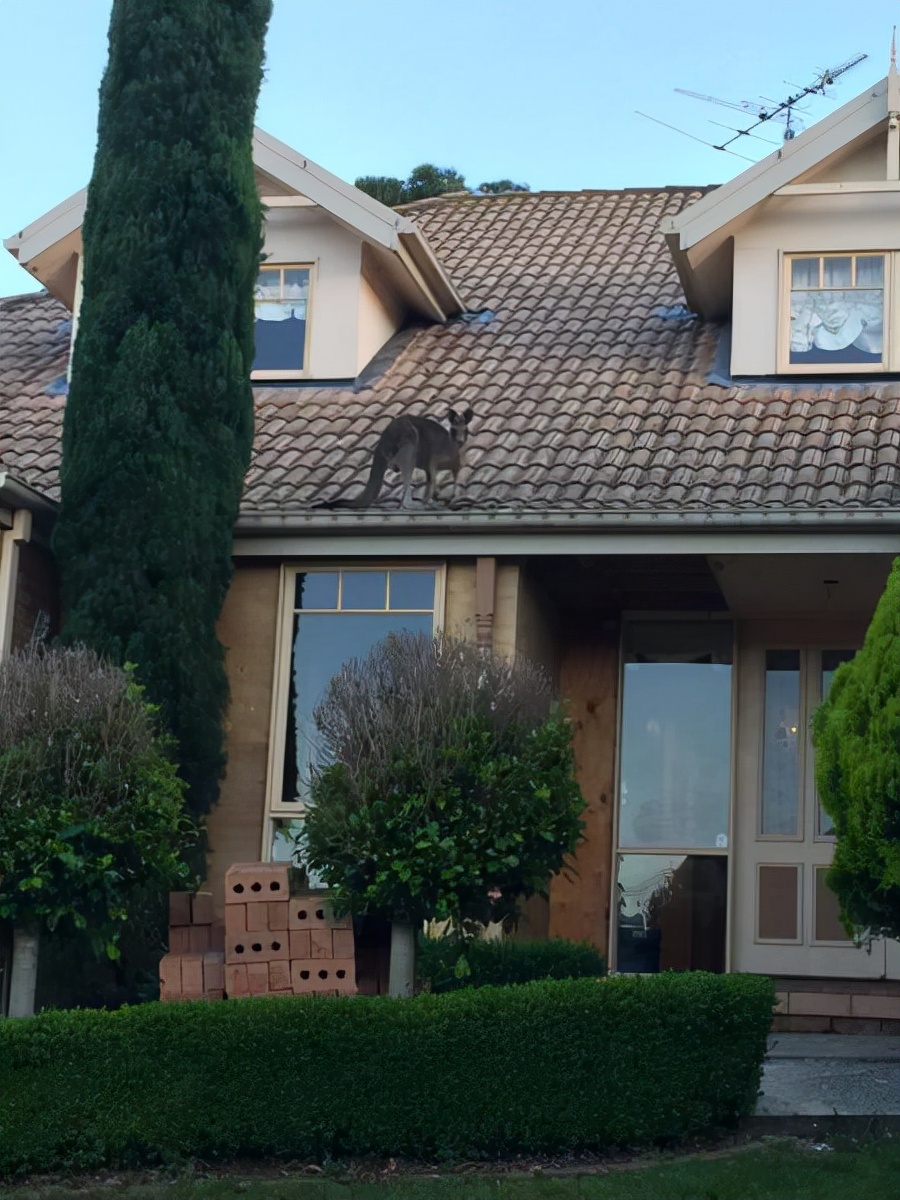 第一个用无人机拍到的鲸鱼,鲸鱼萤火虫