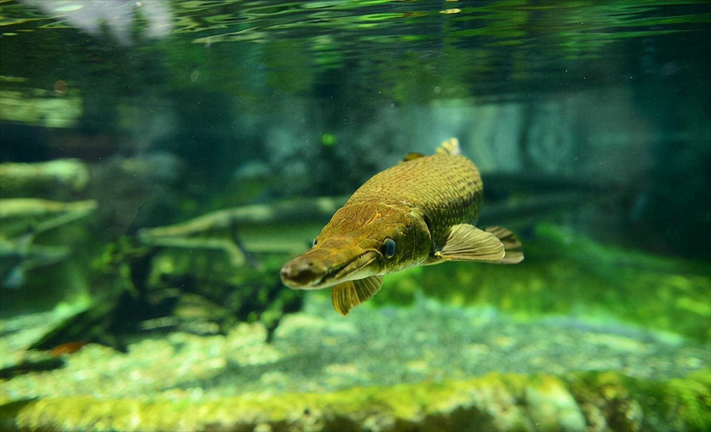 恶魔之花入侵四川,恶魔之花在加拿大为什么没有成灾