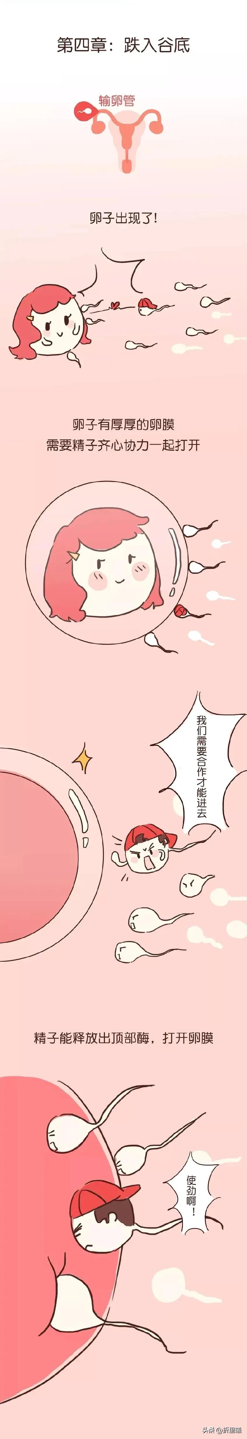 精子进入人体48小时变化,精子在人体24个小时都经历了什么