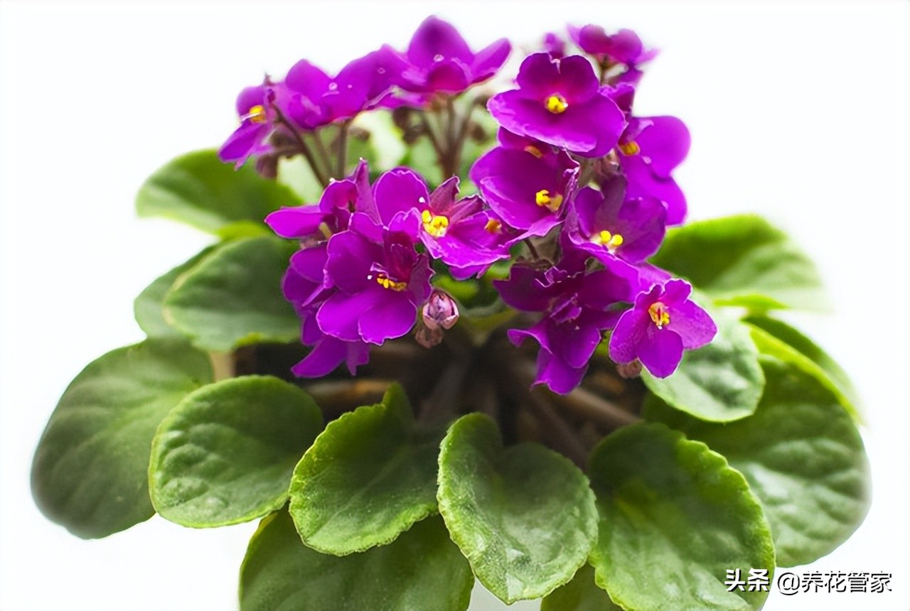 花语最浪漫的花有哪些,十种最惊艳的花语