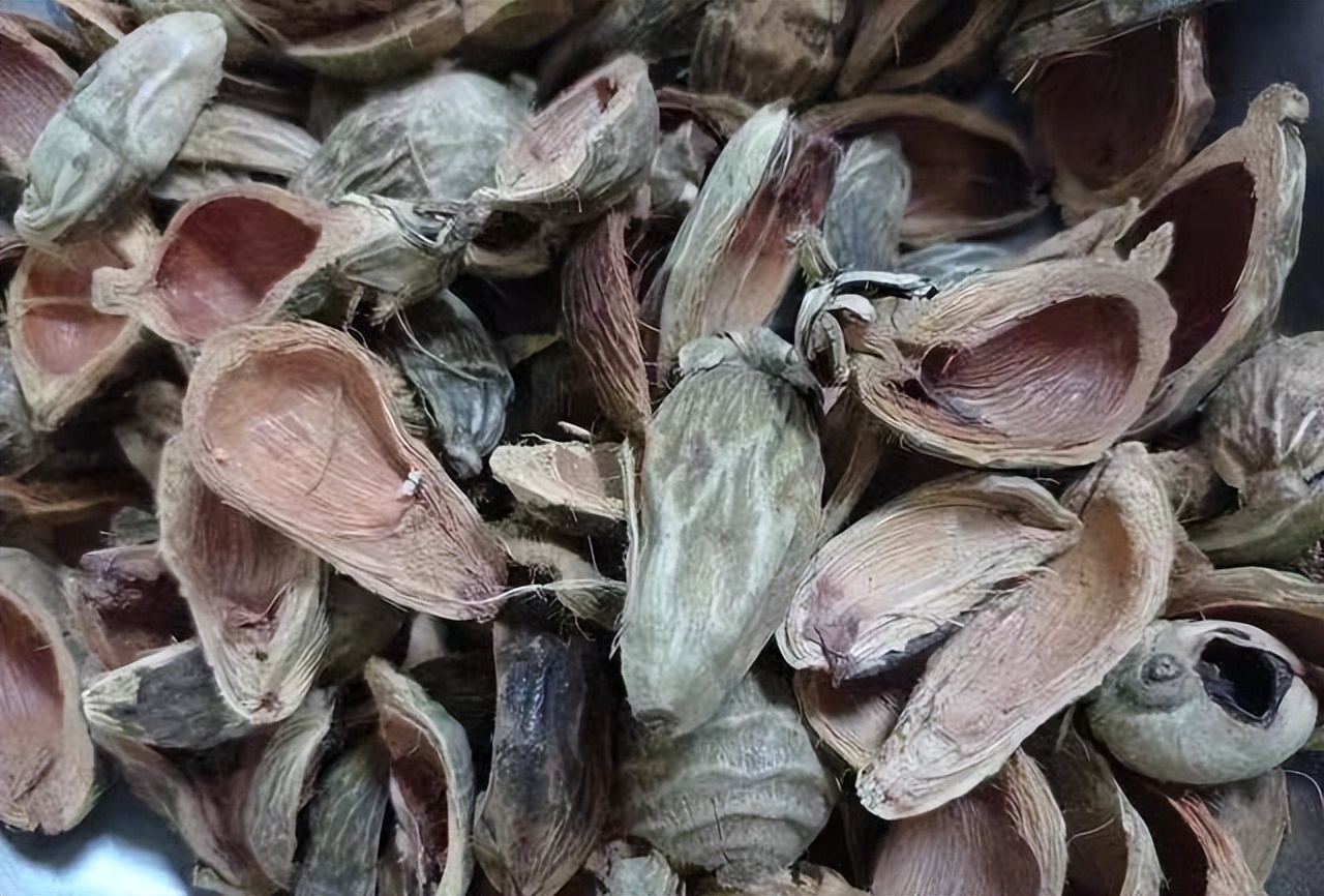 古代槟榔和现在槟榔的区别,古代人嚼槟榔为什么不致癌