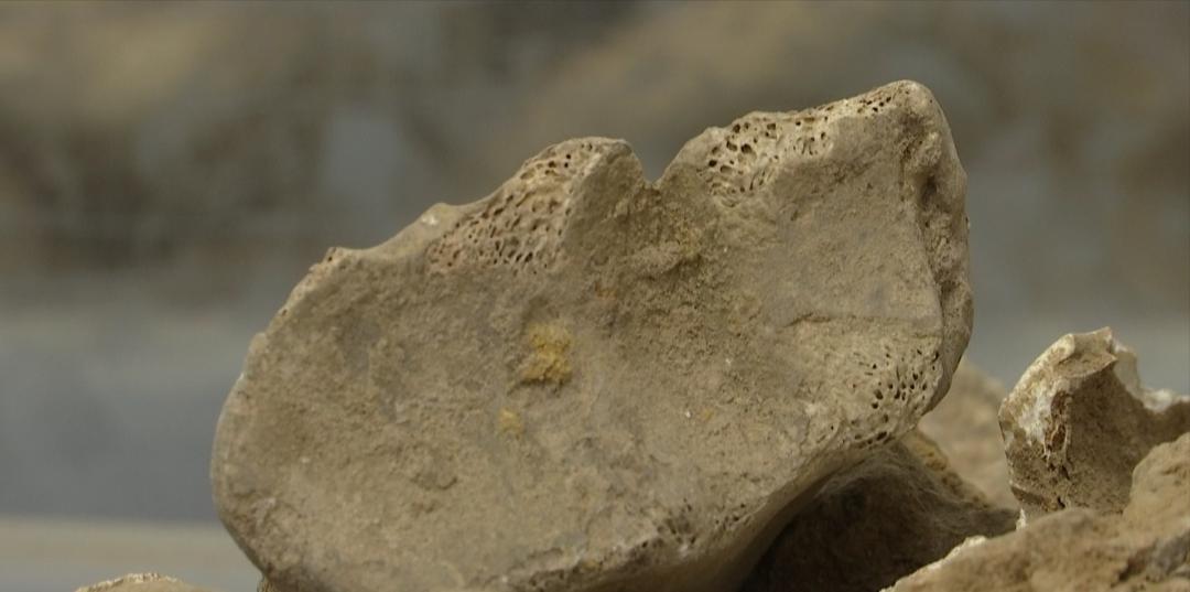 至今最长的蛇类,广西发现最大的蛇的纪录