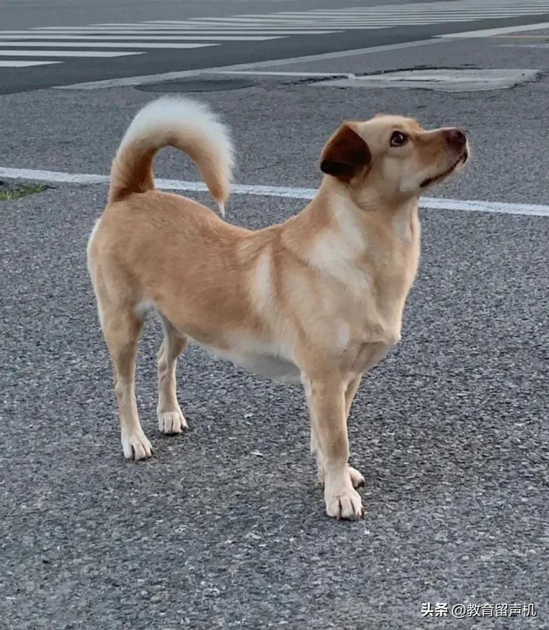 老公家族有精神类疾病的遗传基因我该怎么办？