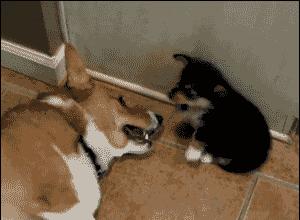 狗交配后居然会流血？难道是太激烈了？