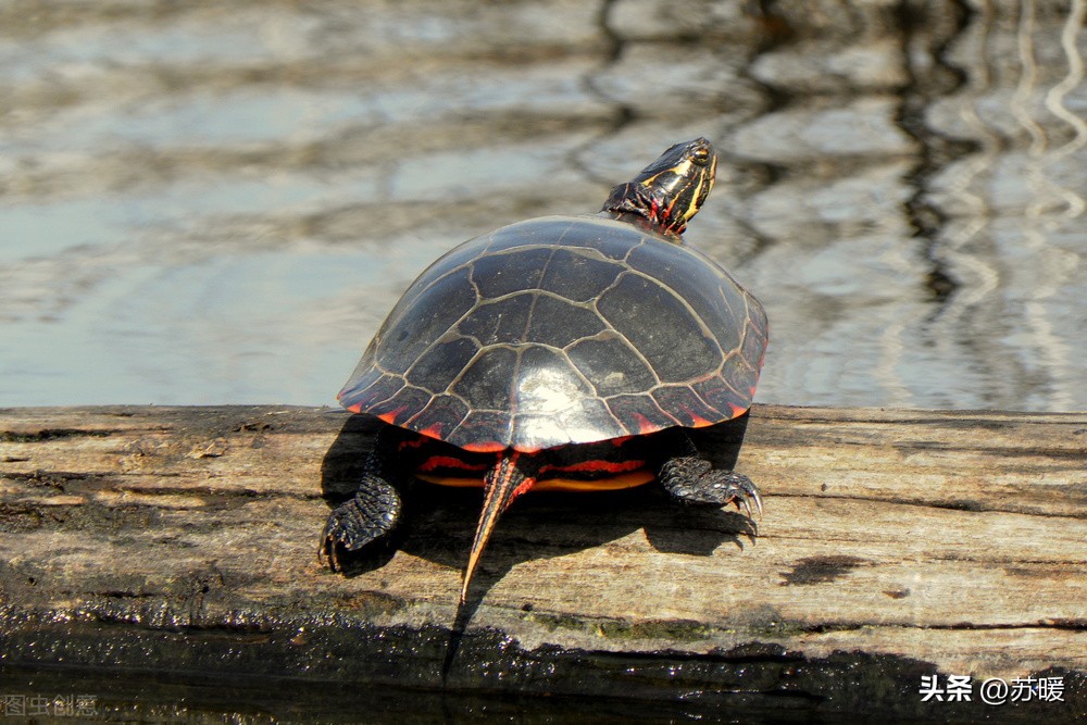 龟龟马上就要冬眠了，选择哪种冬眠方式比较好？