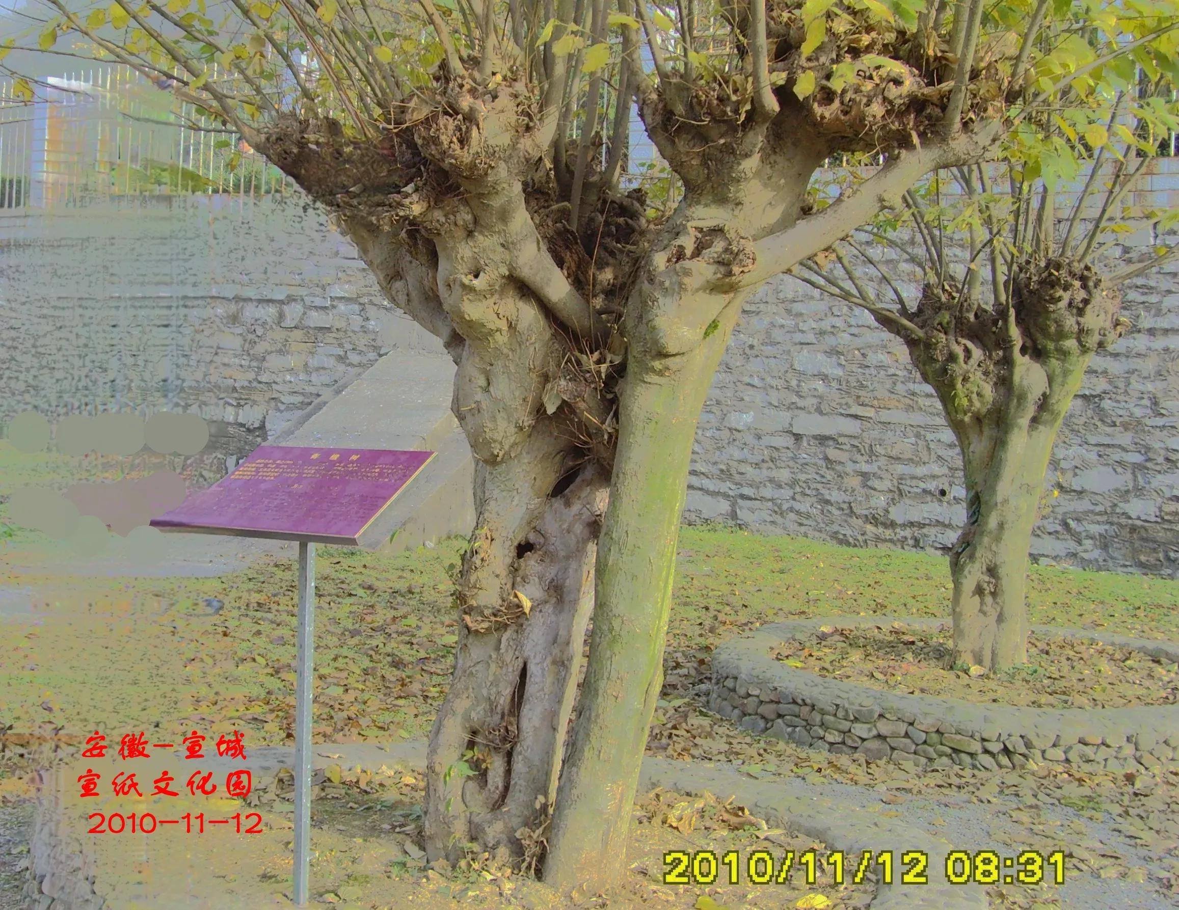 行行摄摄（294）宣纸文化园