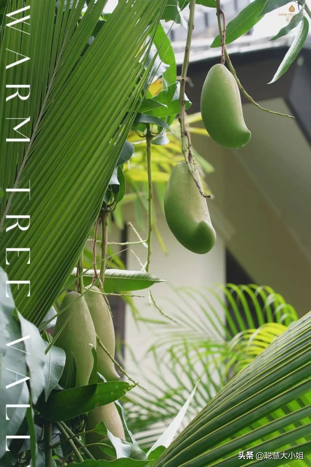 云南西双版纳美食攻略自助,西双版纳美食排行榜前十名