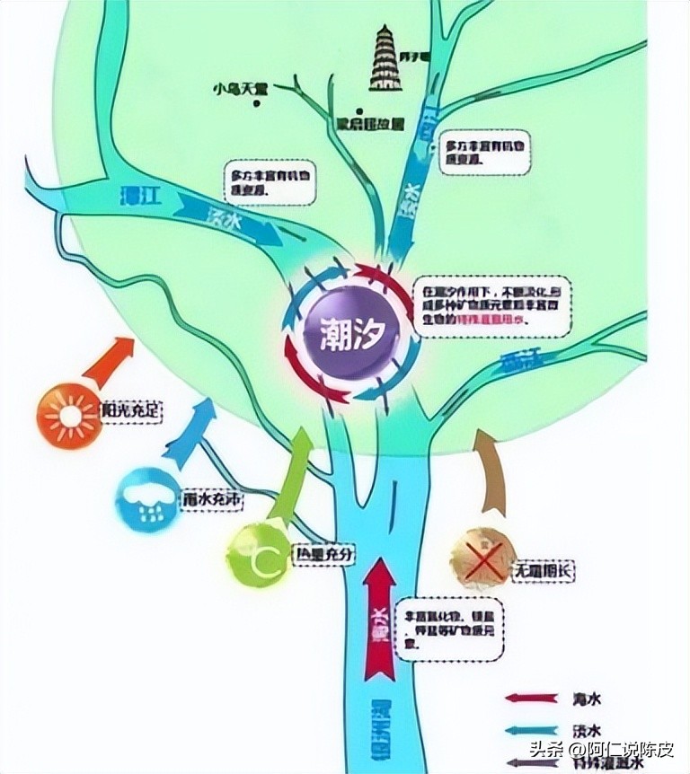 阿仁陈皮,阿仁谈陈皮