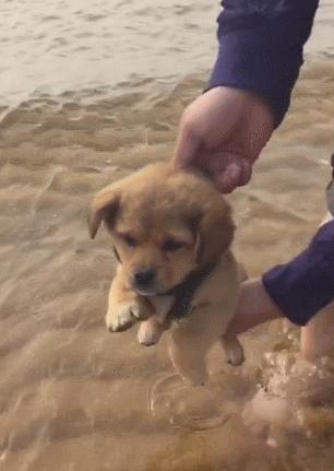 挑选温顺的土狗,性格温顺的短腿土狗是什么品种