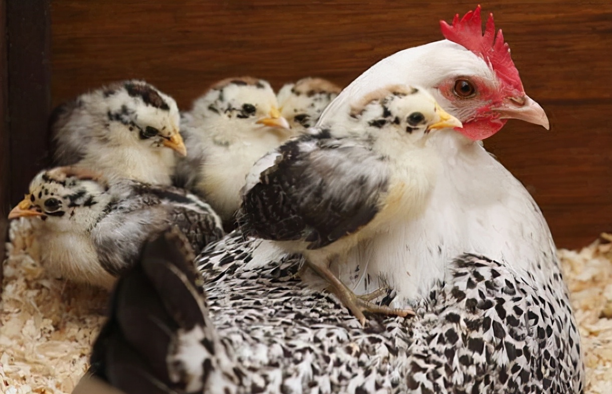 禽病诊断要点大全,十种常见禽病防控与治疗