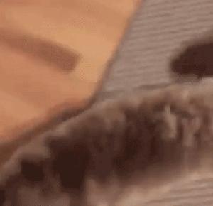 鏂硅劯鐚村瓙妯′豢浜虹殑琛ㄦ儏,鎾炶劯鏂硅劯鐚村瓙鐨勫コ缃戠孩