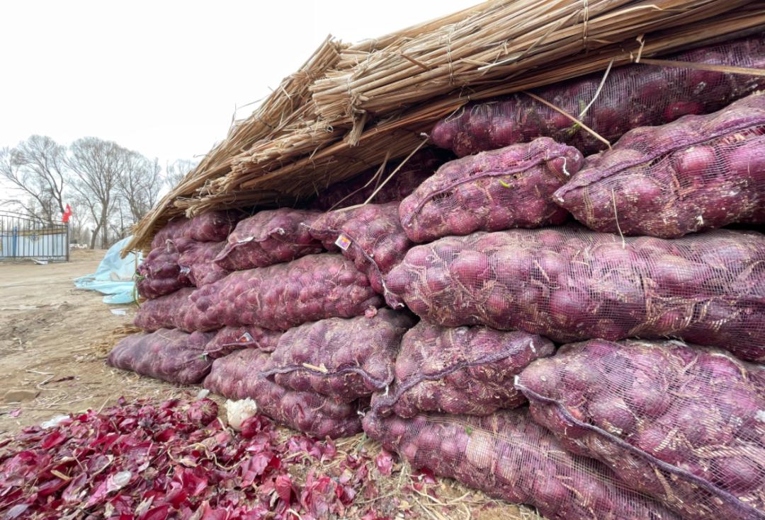 助农|五原县160万斤洋葱急寻买主,请您伸出援手~