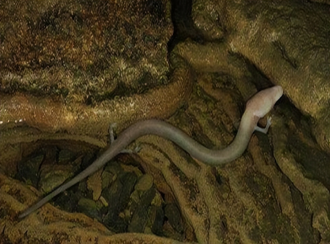 蛟龙的蛟是真的存在的吗,蛟龙发现什么生物