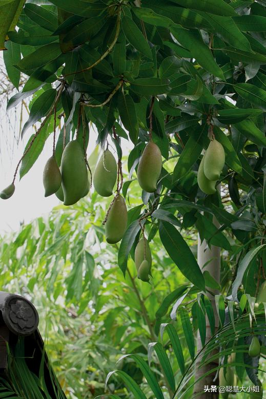 云南西双版纳美食攻略自助,西双版纳美食排行榜前十名