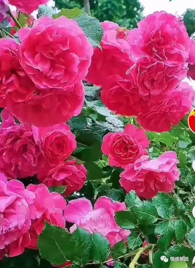 苏东坡传二十一章读书笔记,弟子规第二十一章读书笔记