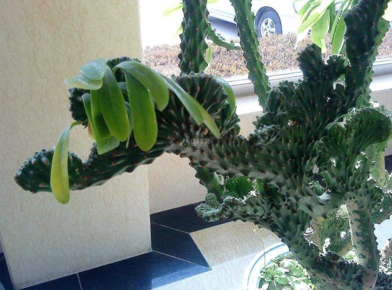 排名第一镇宅花做菜,镇宅最吉利的三种花是什么花啊