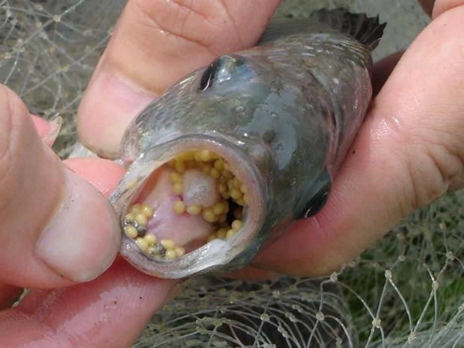 曾侯乙的身份象征,曾侯乙七大未解之谜