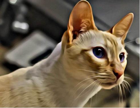 重点色短毛猫和狸花猫,短毛猫好养还是暹罗猫好养呢