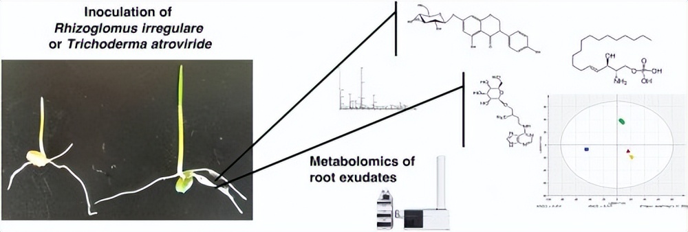 探究结节叶藻作为生物刺激剂在改善乌头草（Jacq）生长性能的用途