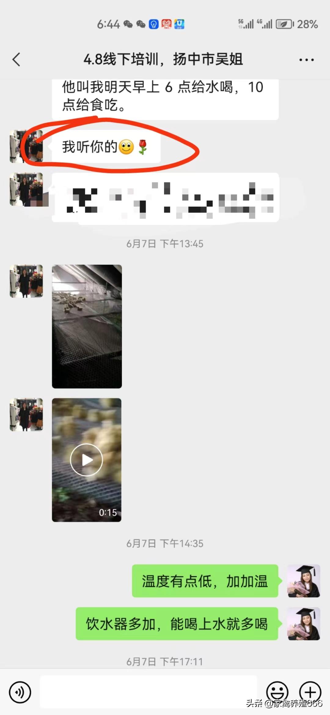 养鹅致富不走寻常路的创业故事,养鹅创业之路