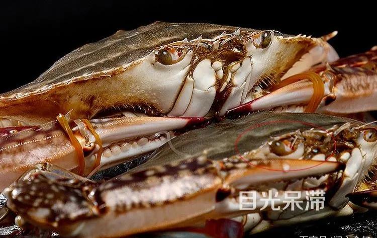 买螃蟹可不能光听卖家的忽悠,买螃蟹为什么不让挑