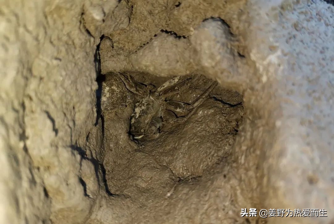 螃蟹怎么养才认人,养螃蟹的十大忌讳