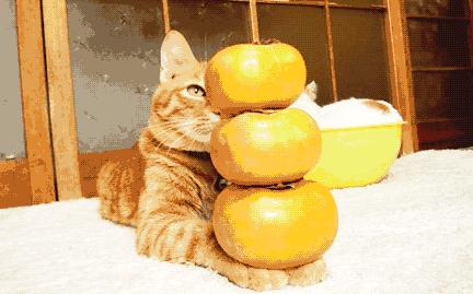 柿子和螃蟹一起吃有毒是什么梗,柿子与酸奶一起吃会中毒是真是假