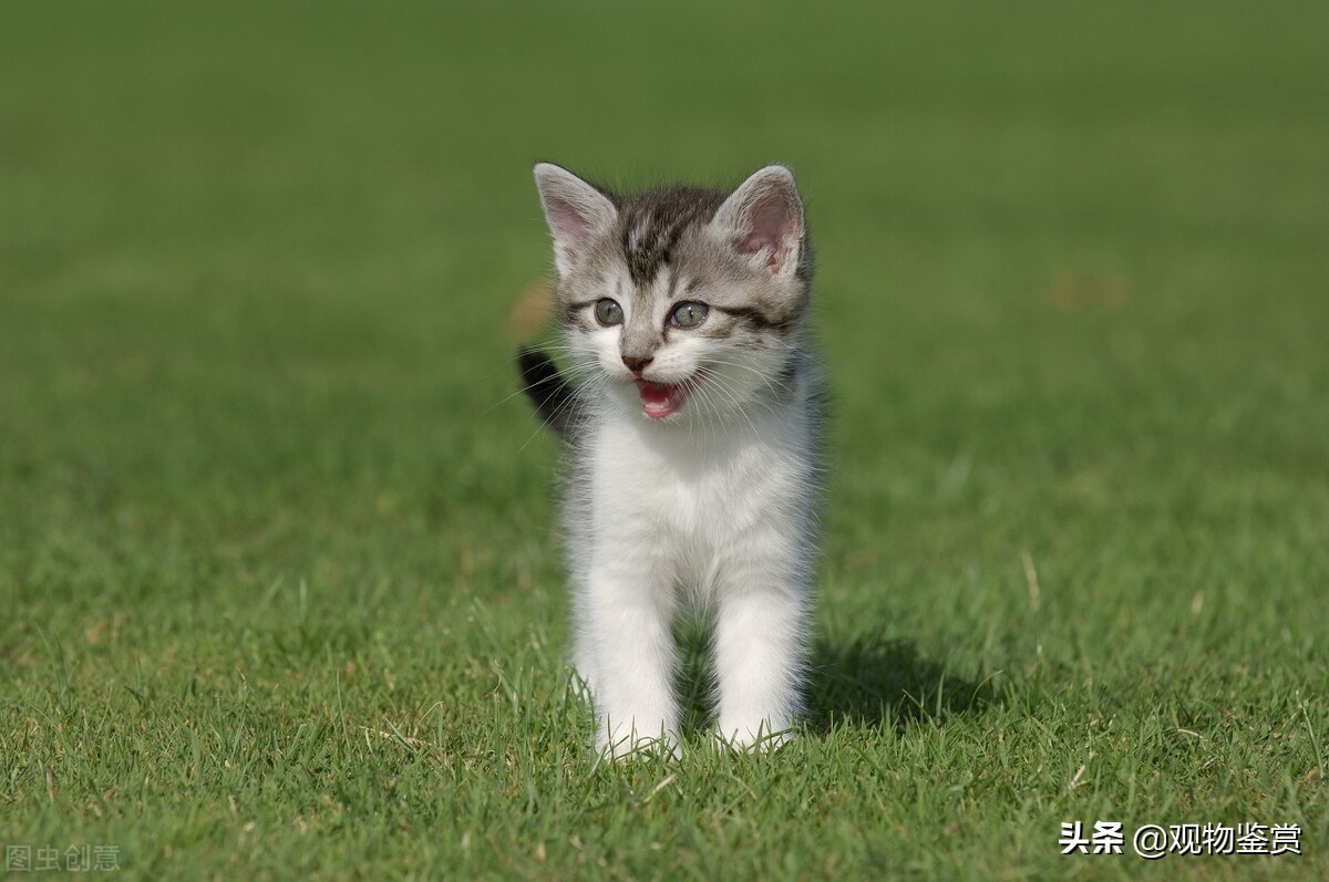 猫不会说话表达什么意思,猫不会说话用行动表达爱