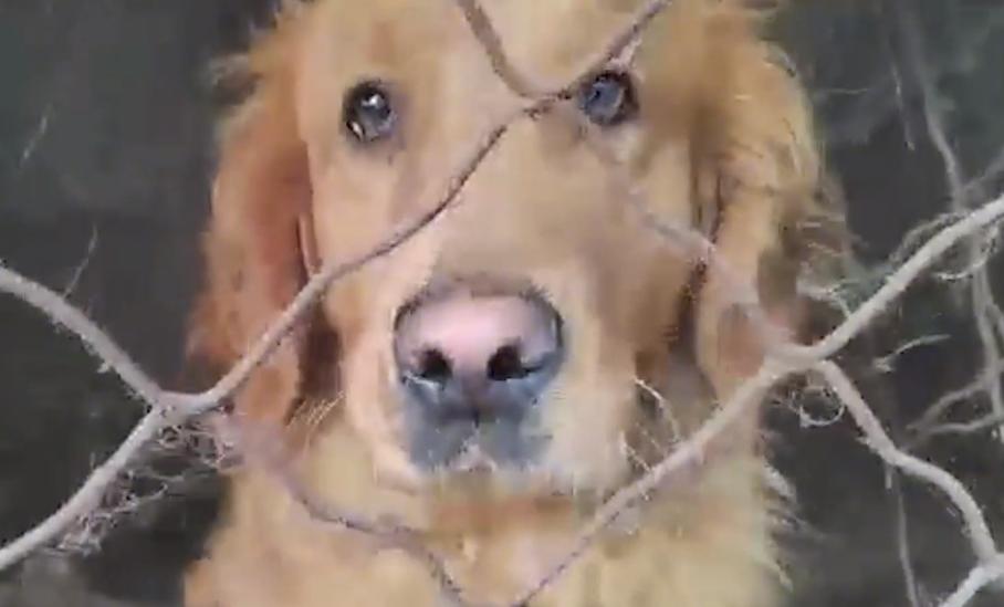被养殖场淘汰的金毛犬，只能在笼子里端着盆子替它的孩子讨要食物