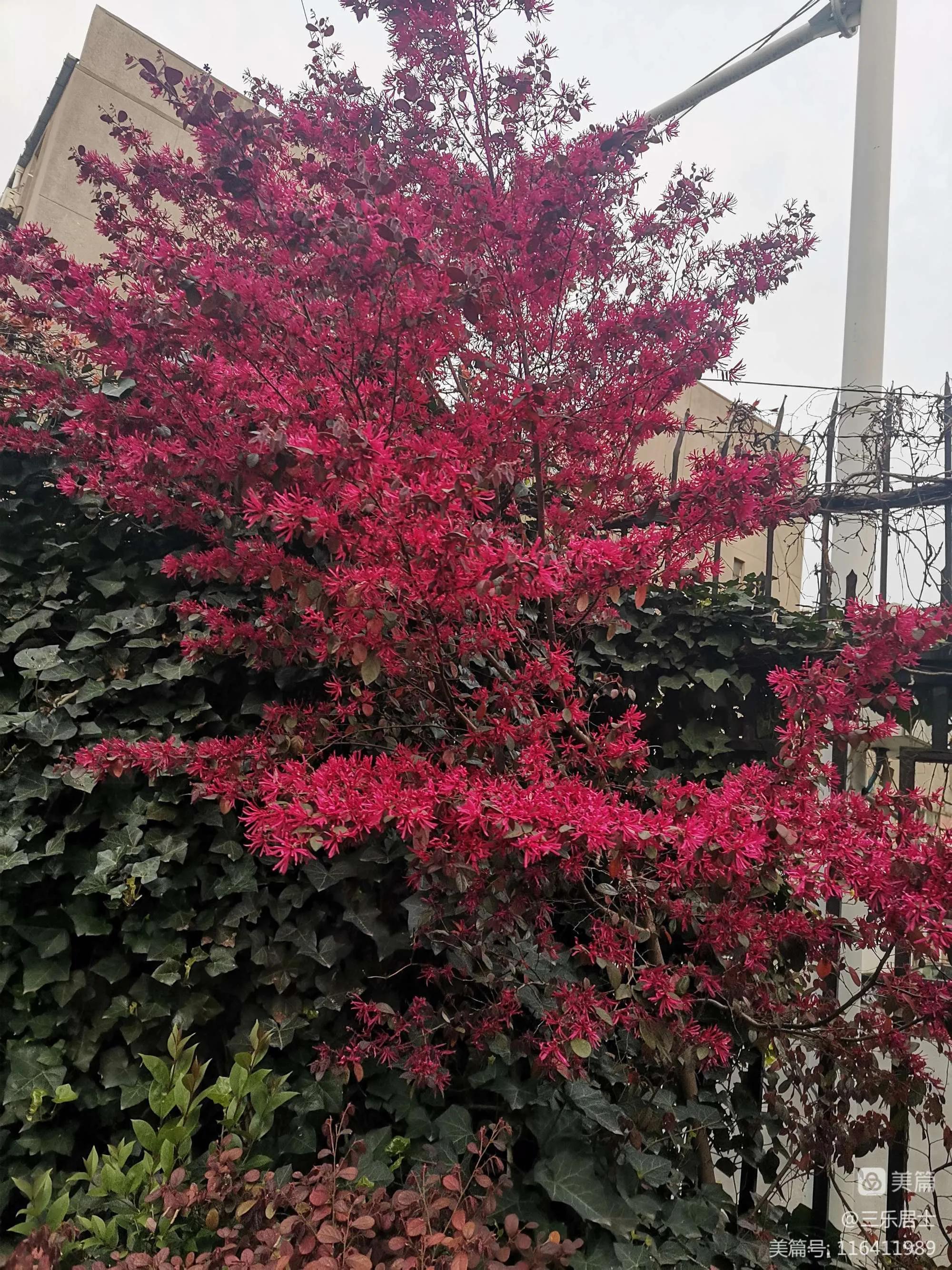 红花檵木的历史故事,白花檵木