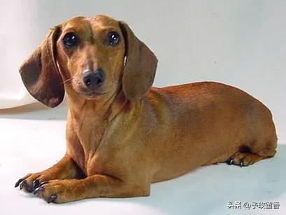 狗的种类常见宠物狗的品种及特点,宠物狗种类及特点