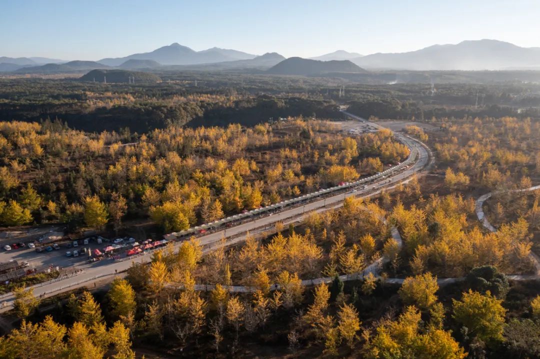 银杏谷泡温泉的地方,广东冬天赏银杏泡温泉