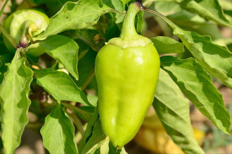 夏至后必吃三样菜,夏至吃什么蔬菜最好