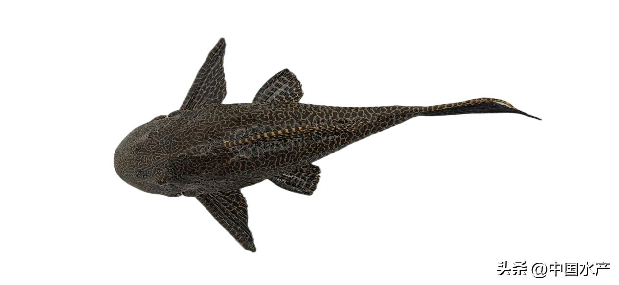 水生外来物种入侵防控工作方案,水生动物防疫